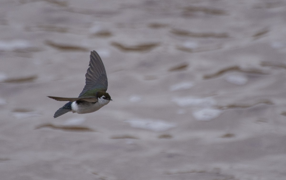 Violet-green Swallow - Owen Sinkus