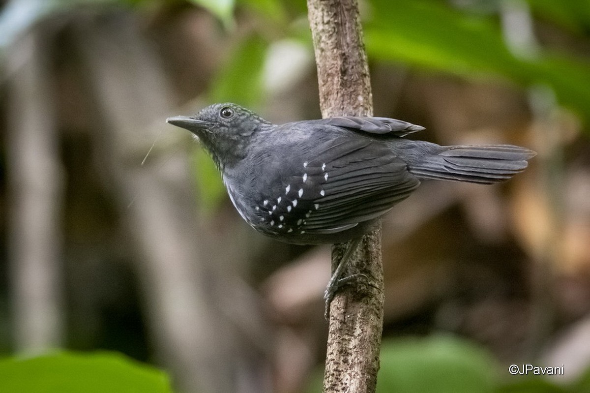 Caura Antbird - J Pavani (Birding Roraima)