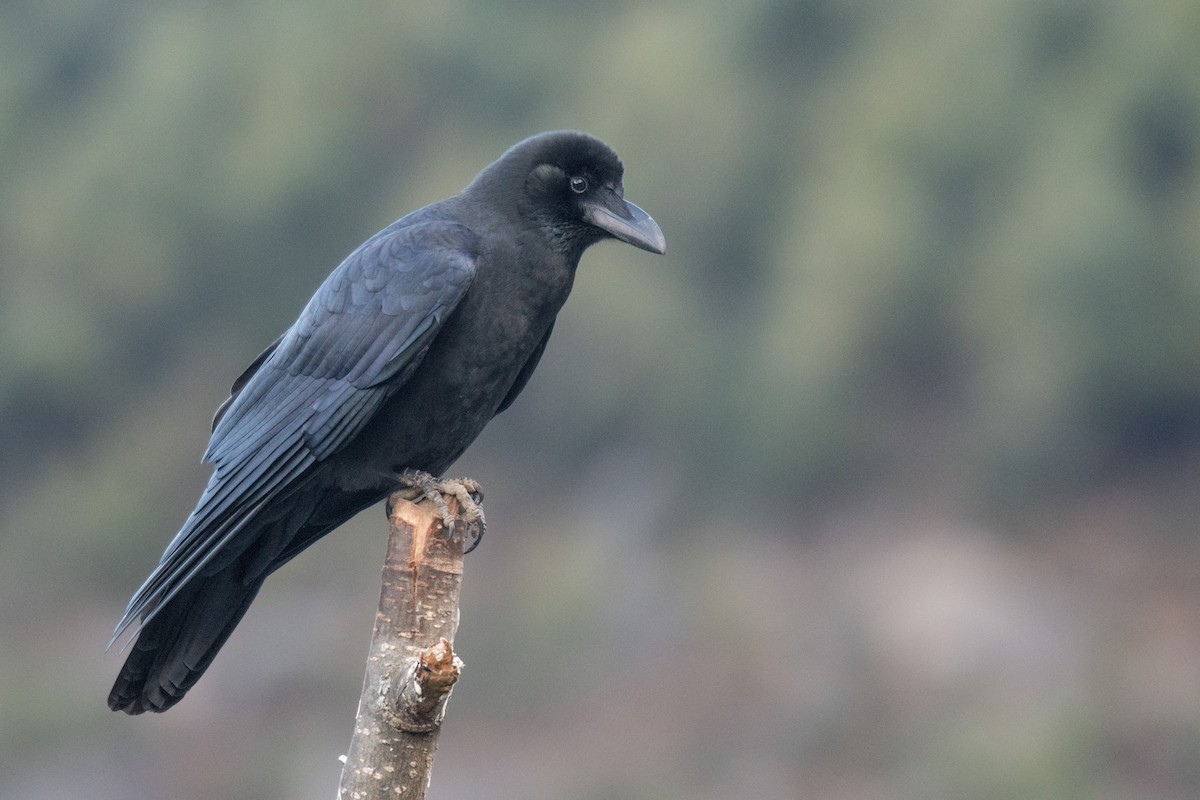 Large-billed Crow (Large-billed) - ML223392291