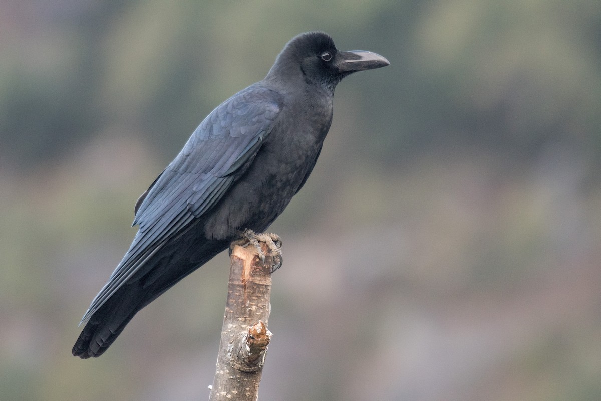 Large-billed Crow (Large-billed) - ML223392331