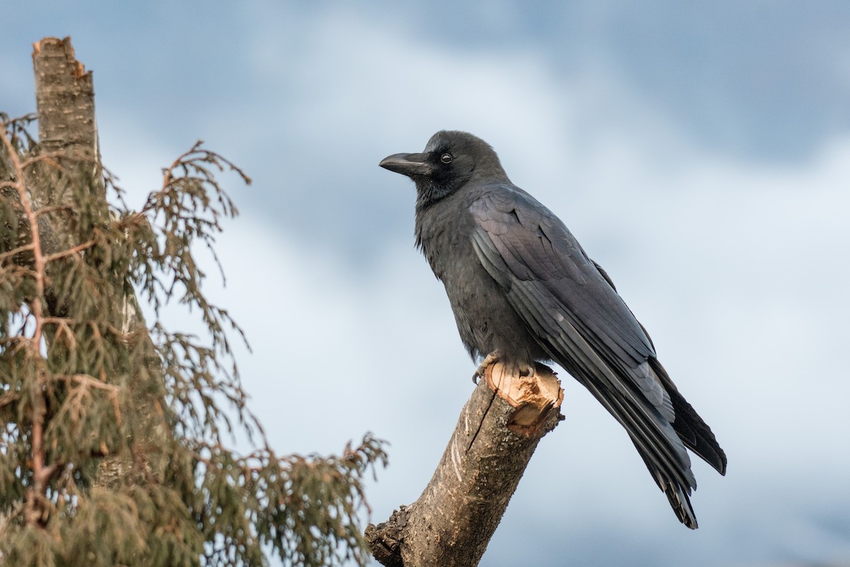 Large-billed Crow (Large-billed) - ML223392551