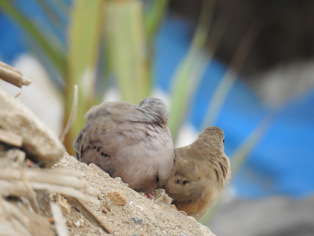 Plain-breasted Ground Dove - ML223392631
