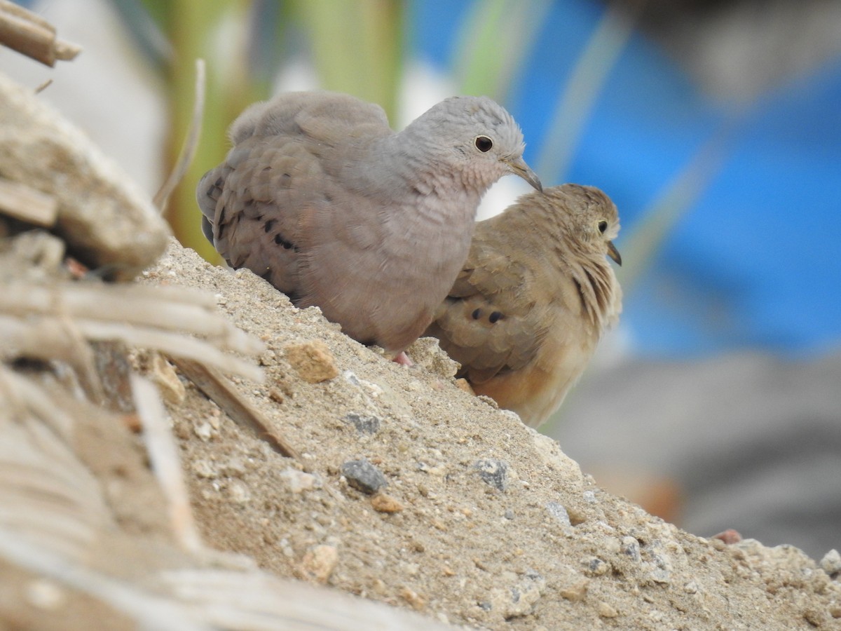 Plain-breasted Ground Dove - ML223392651