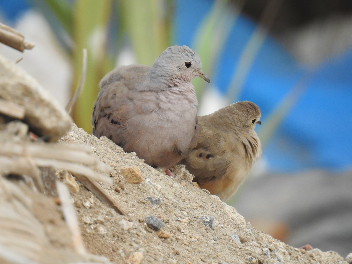 Plain-breasted Ground Dove - Fernando Angulo - CORBIDI