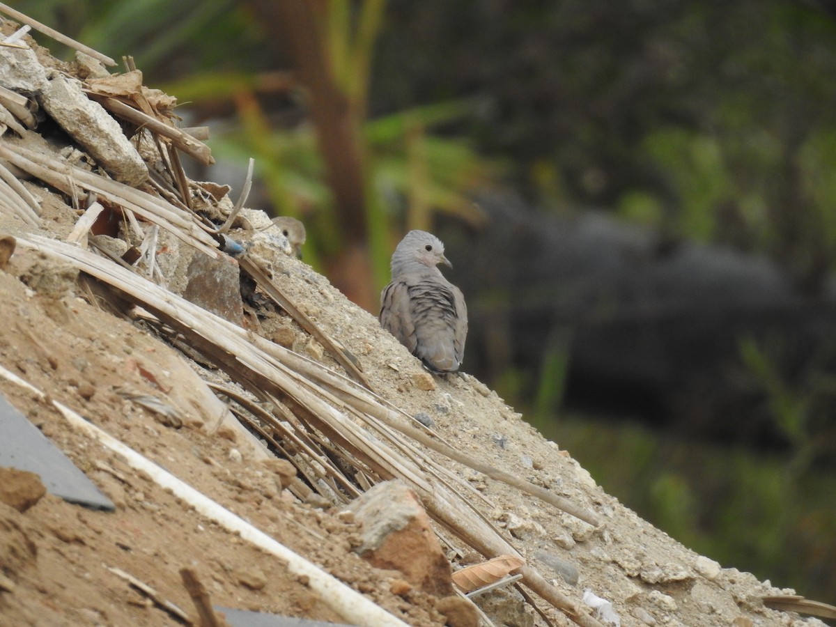 Plain-breasted Ground Dove - ML223392731