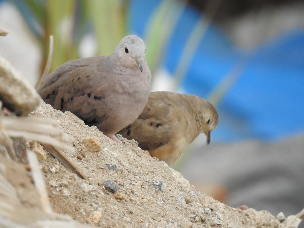 Plain-breasted Ground Dove - ML223392761