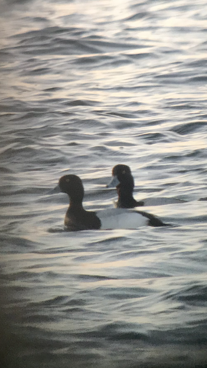 Greater Scaup - ML223392811