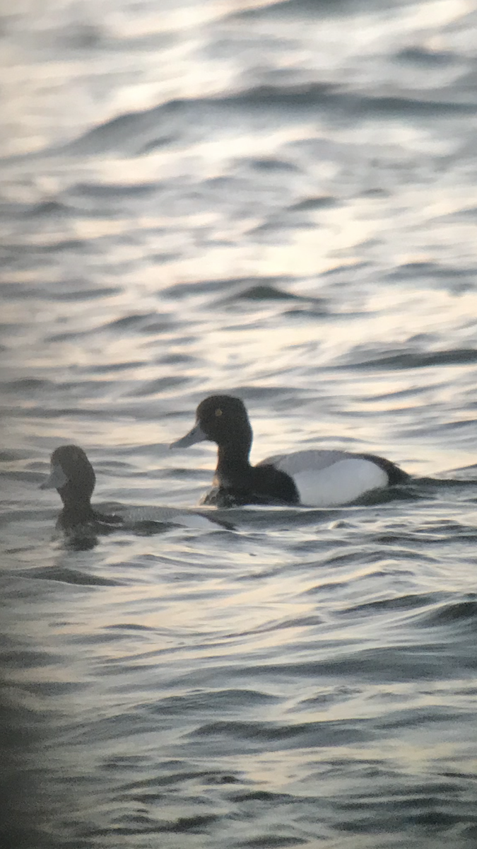 Greater Scaup - ML223392841