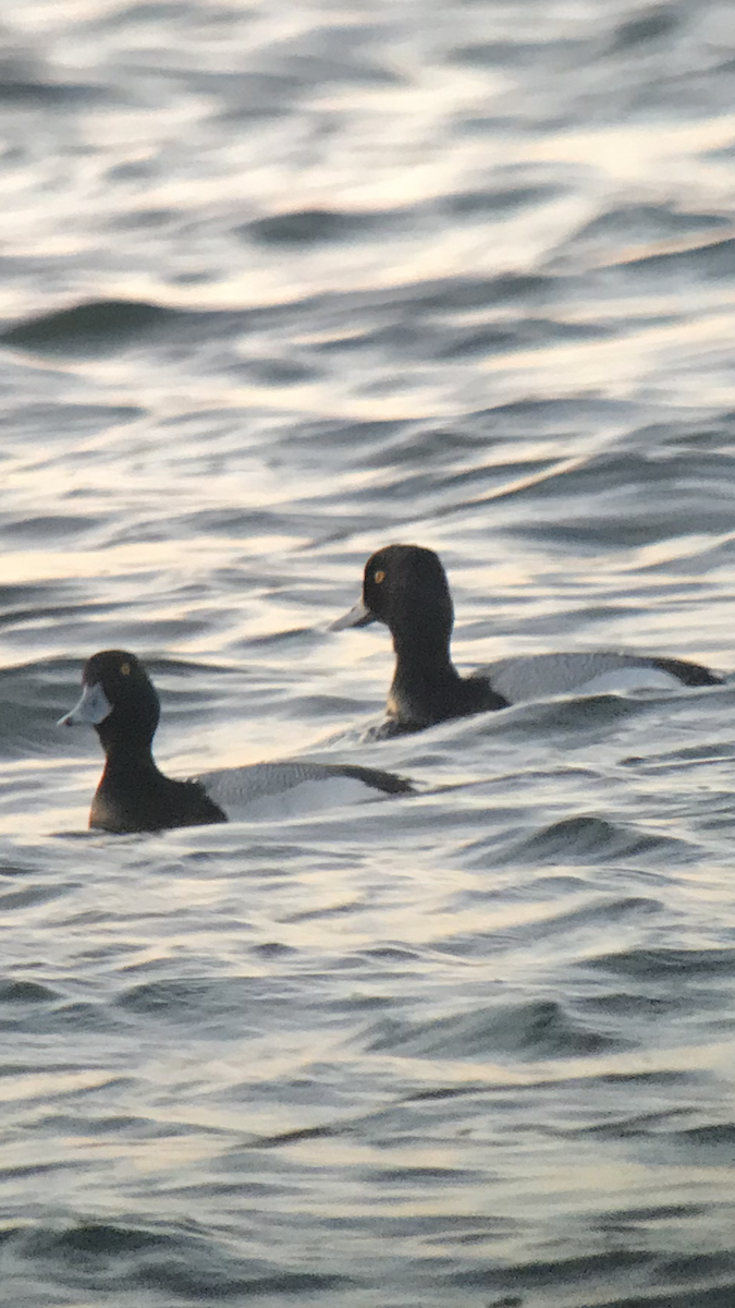 Greater Scaup - ML223392851