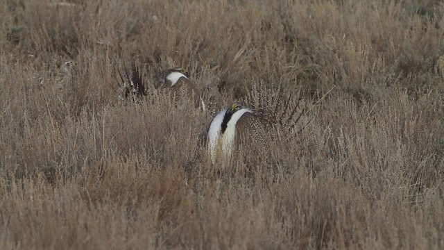 Greater Sage-Grouse - ML223397821