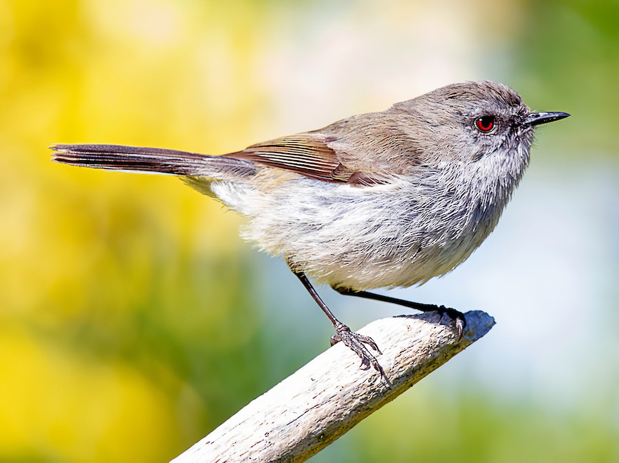 Gray Gerygone - New Zealand Bird Atlas