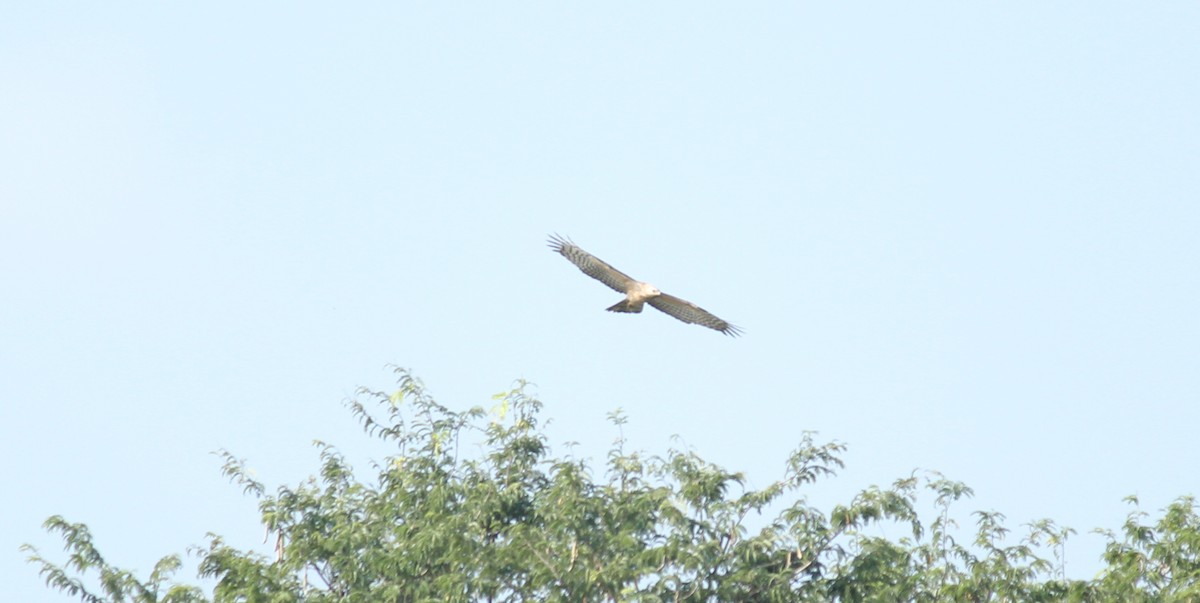 Oriental Honey-buzzard - Shanmugam Kalidass
