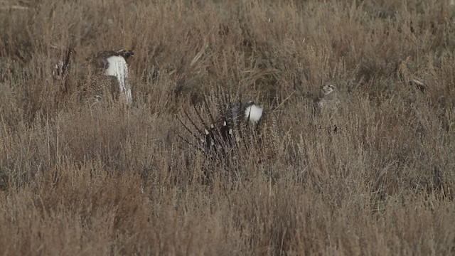 Greater Sage-Grouse - ML223398971