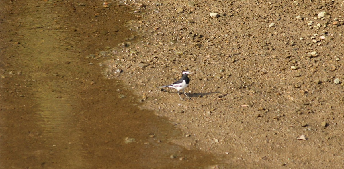 White-browed Wagtail - ML22339991