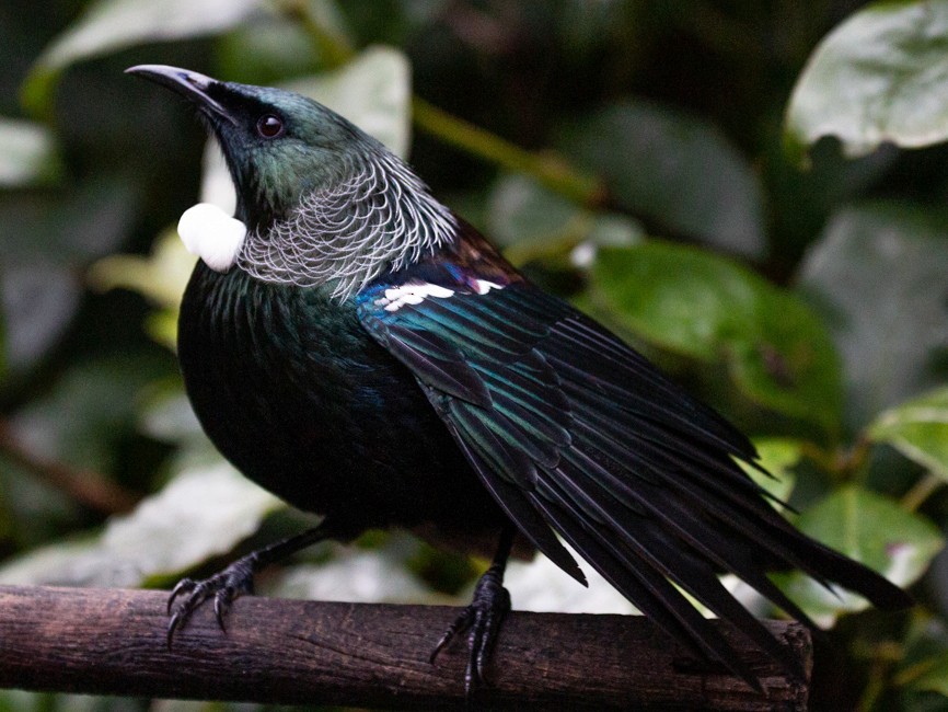 Tui - eBird