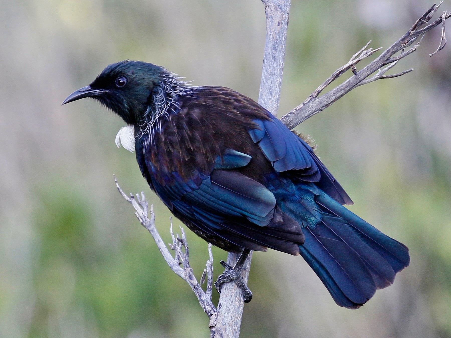 Tui Birds: Facts And Culture Nature NZ, 41% OFF