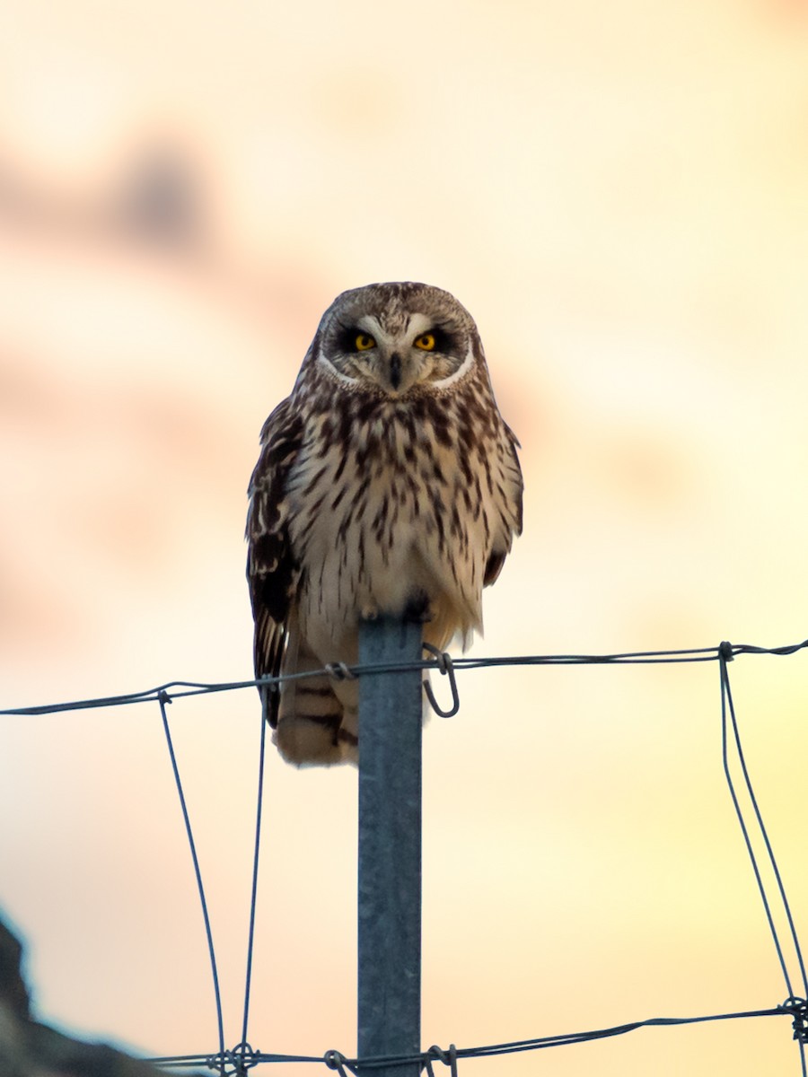 Short-eared Owl - Larry Dallaire