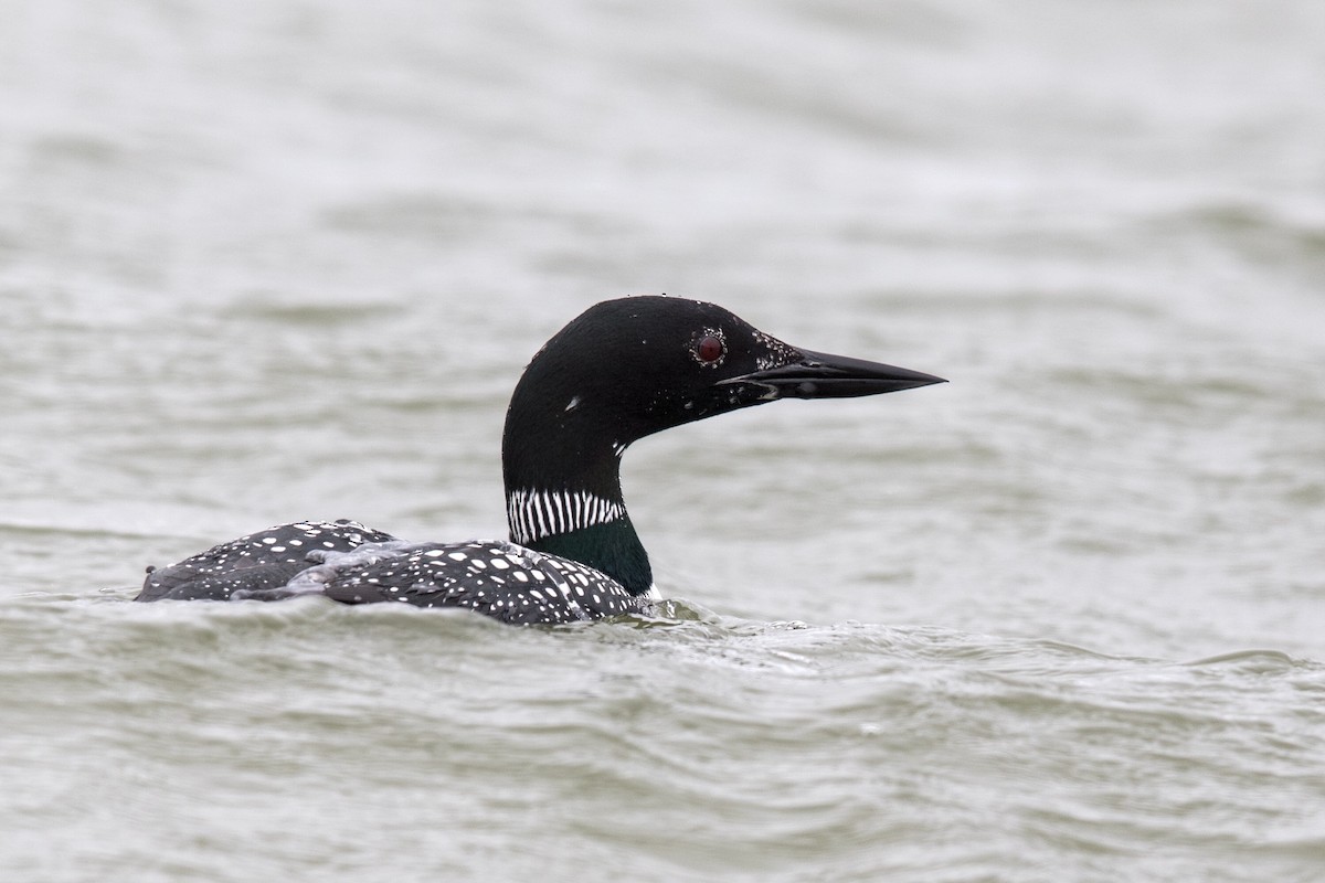 Common Loon - Victor Stoll
