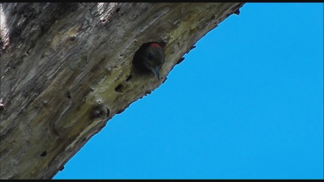 Little Woodpecker - ML223406131
