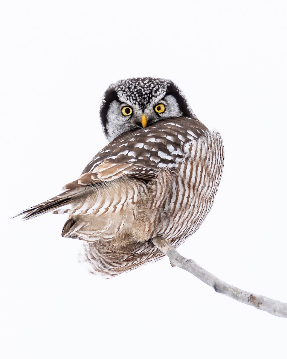 Northern Hawk Owl - Larry Dallaire