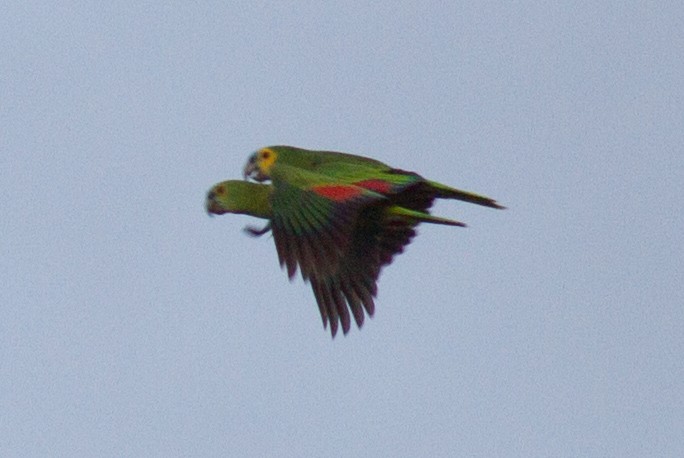 Turquoise-fronted Parrot - ML223410091
