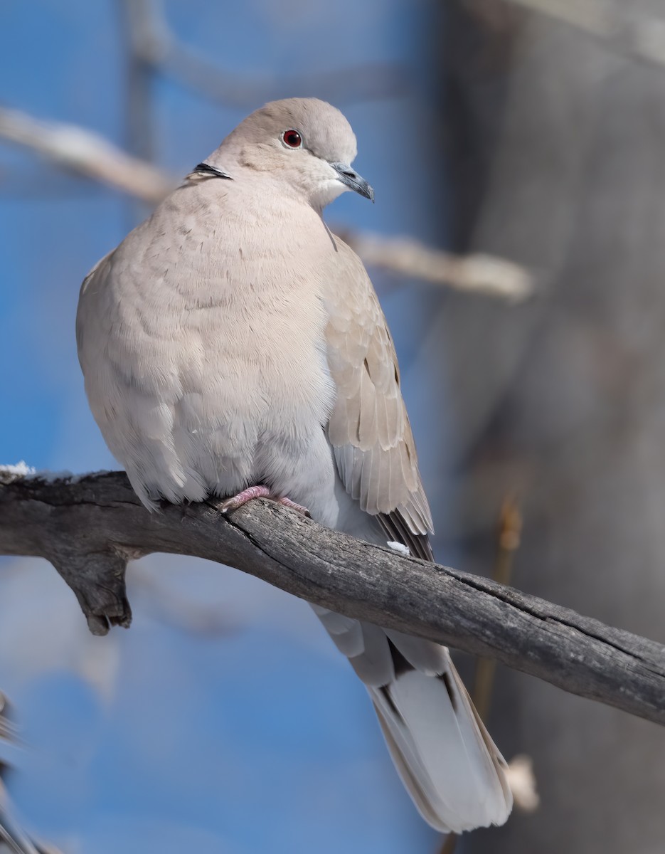 Eurasian Collared-Dove - Steve Wickliffe