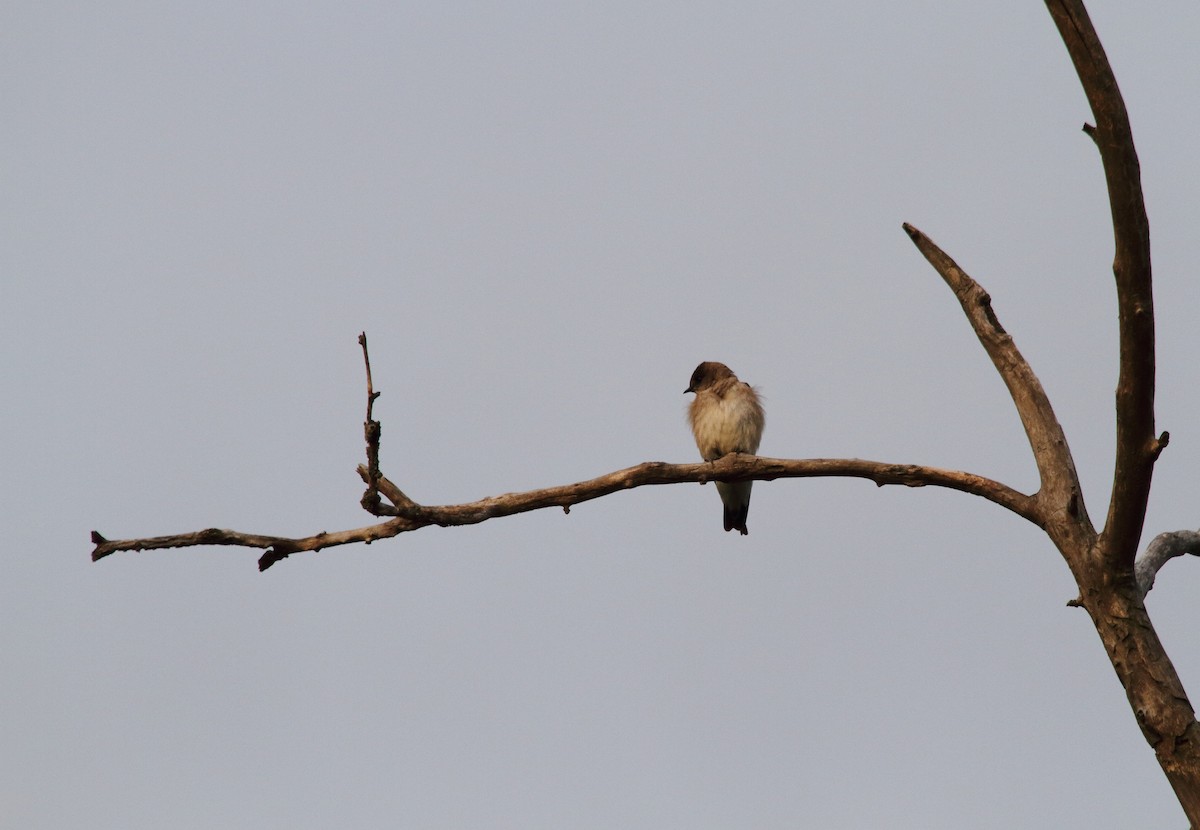 Northern Rough-winged Swallow (Northern) - ML223412121