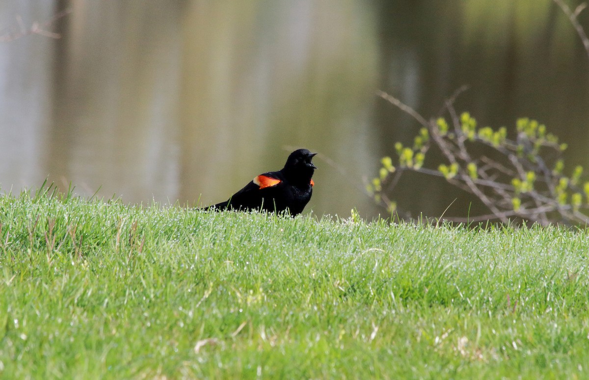 Red-winged Blackbird (Red-winged) - ML223412711