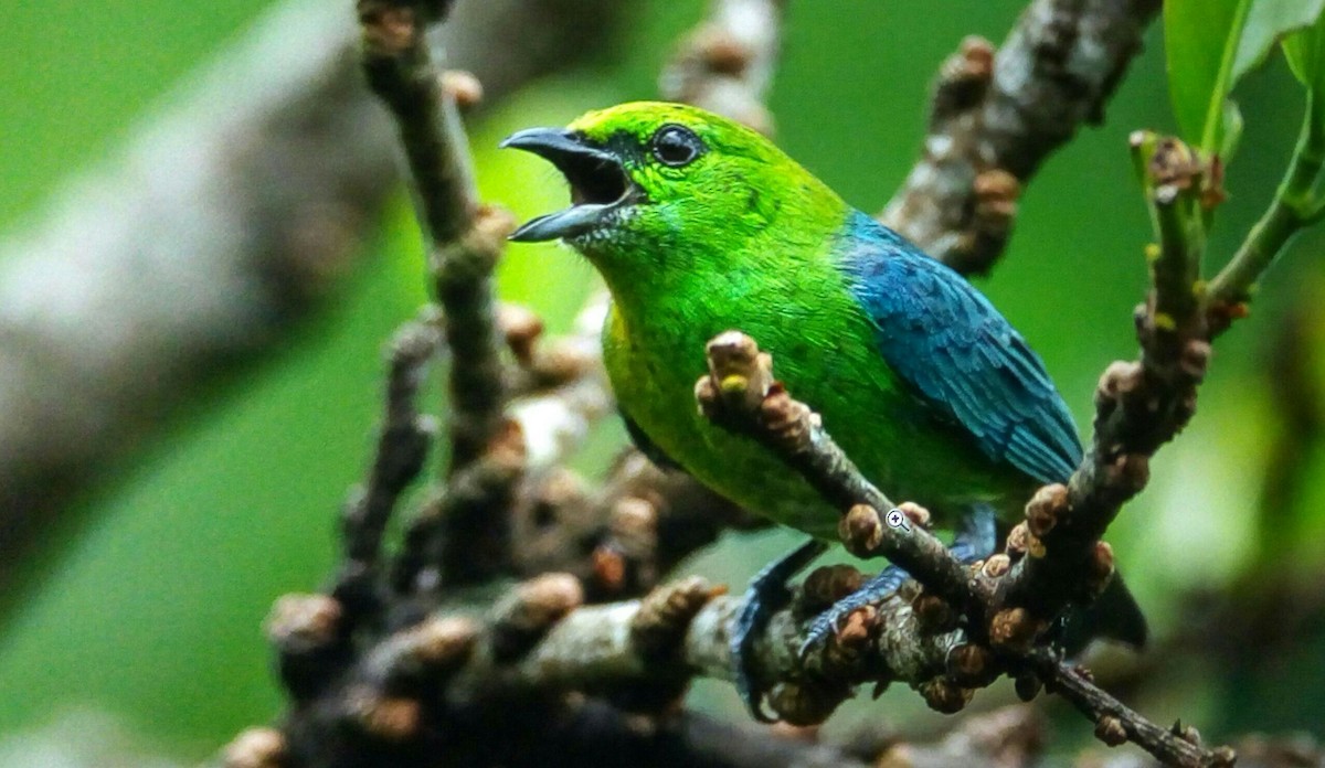 Dotted Tanager - ML223420001