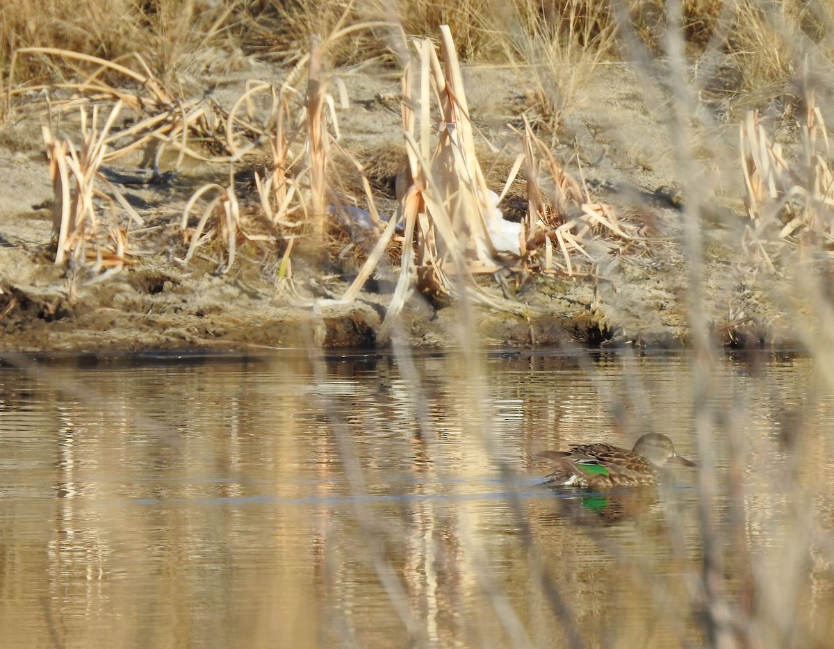 Green-winged Teal - ML223429071