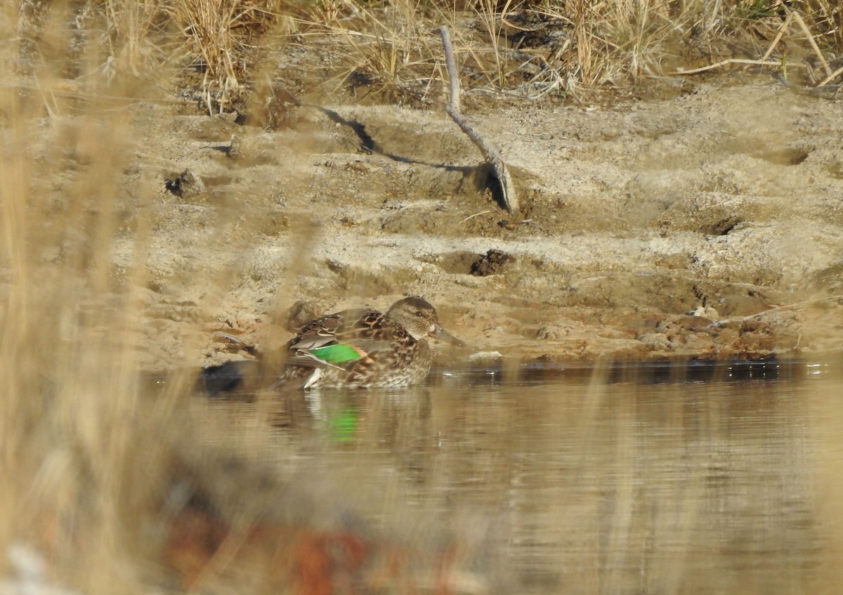 Green-winged Teal - ML223429081