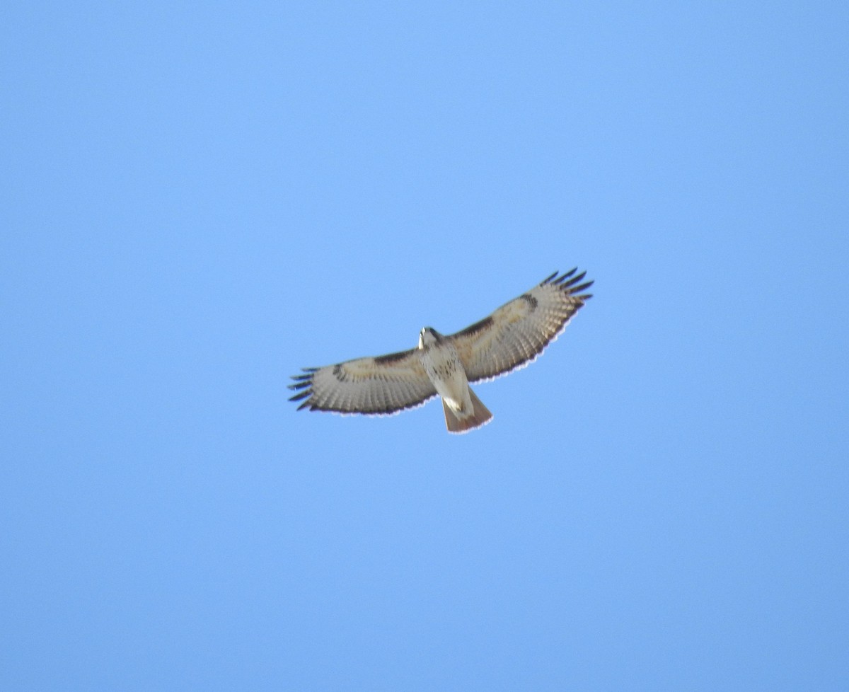 Red-tailed Hawk - ML223429711