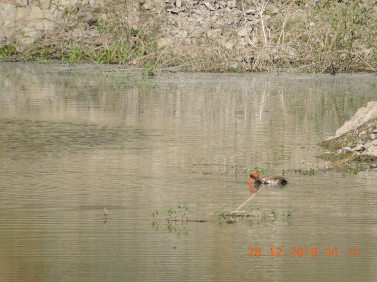 Red-crested Pochard - Anil Subramaniam