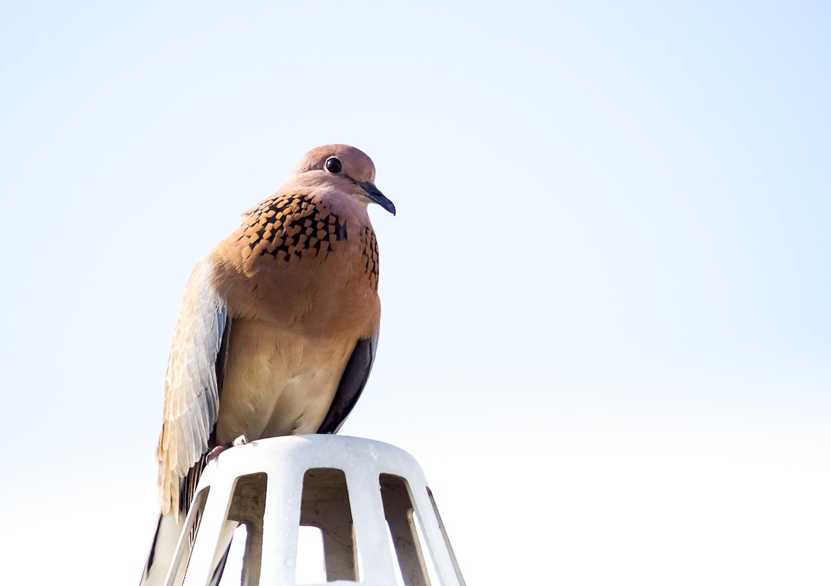 Laughing Dove - ML223441761