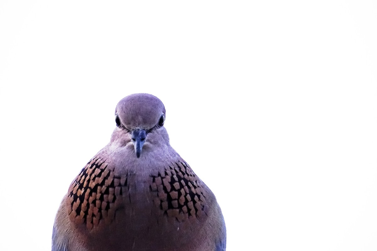 Laughing Dove - ML223441791
