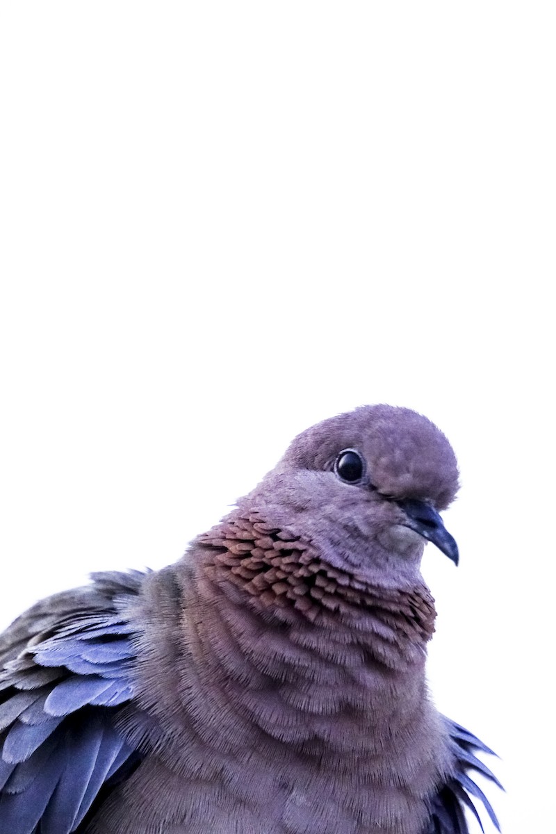 Laughing Dove - ML223441871