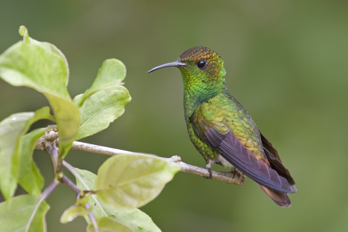 kolibřík měděnohlavý - ML223442601