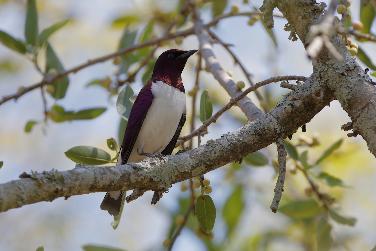 Violet-backed Starling - ML223449171