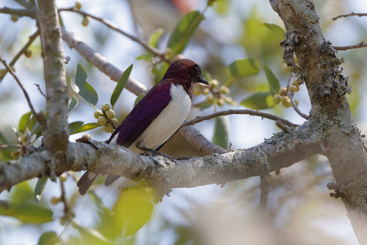 Violet-backed Starling - ML223449181