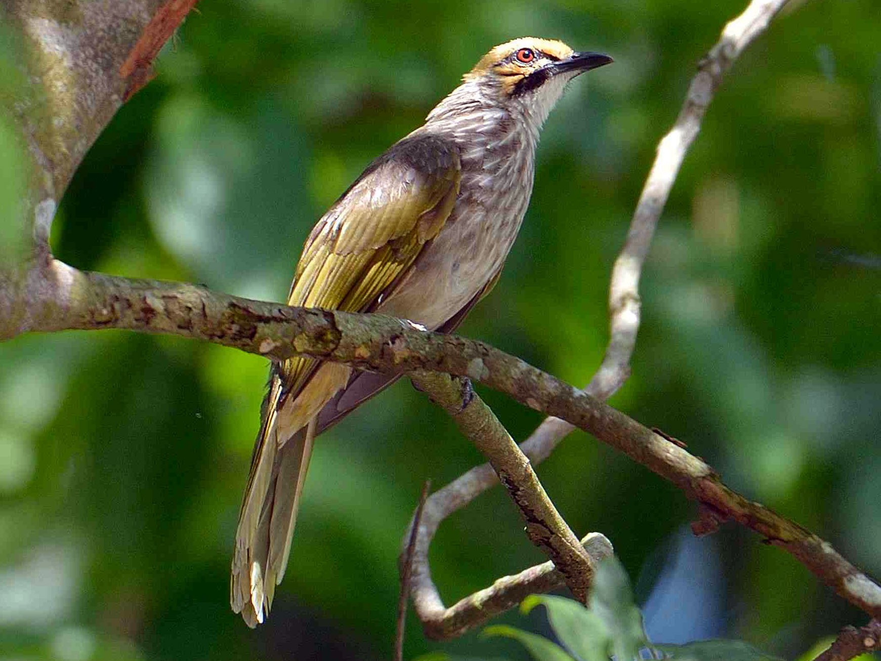 Straw-headed Bulbul - Choong YT