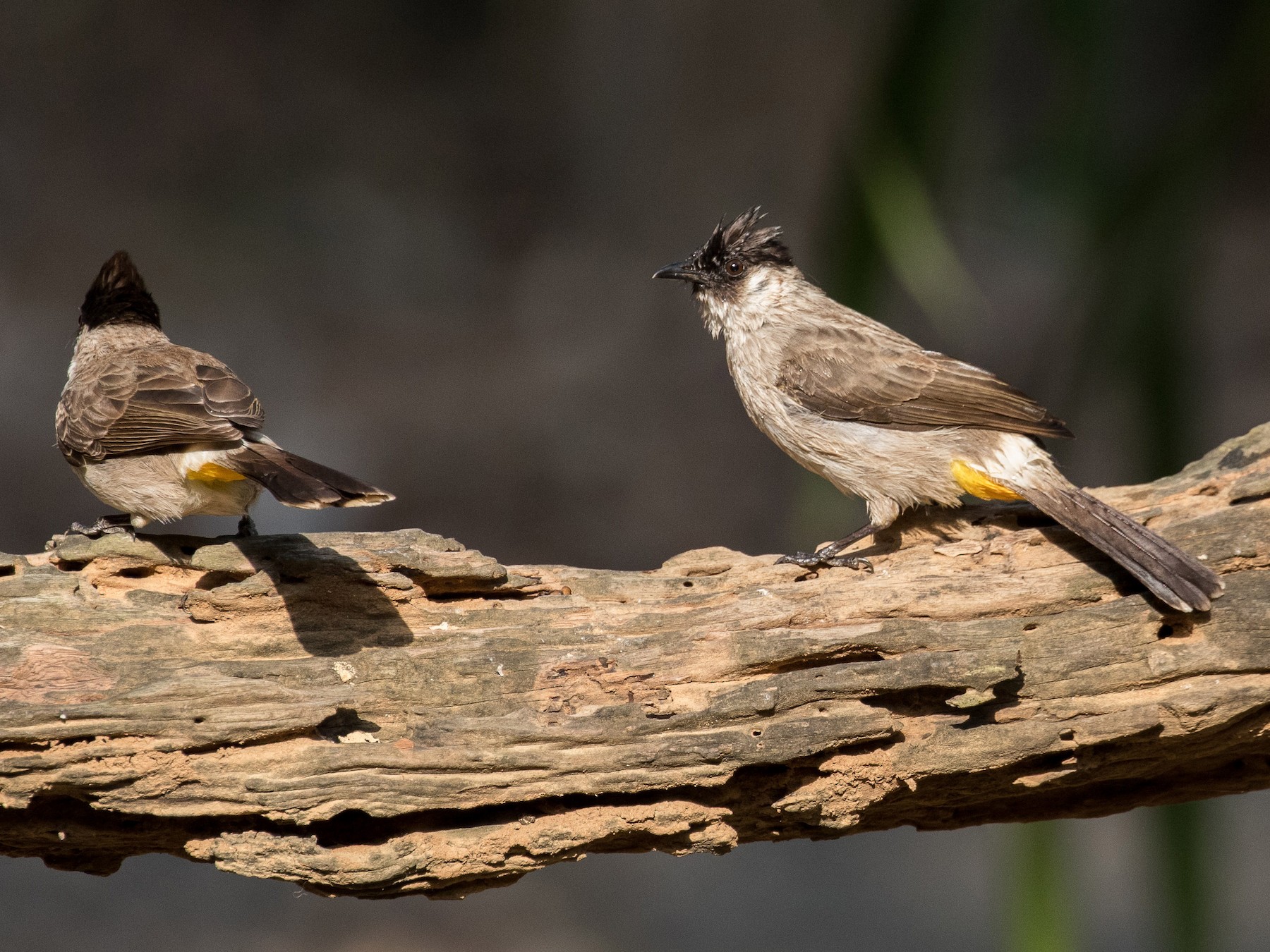 Sooty-headed Bulbul - Blair Dudeck