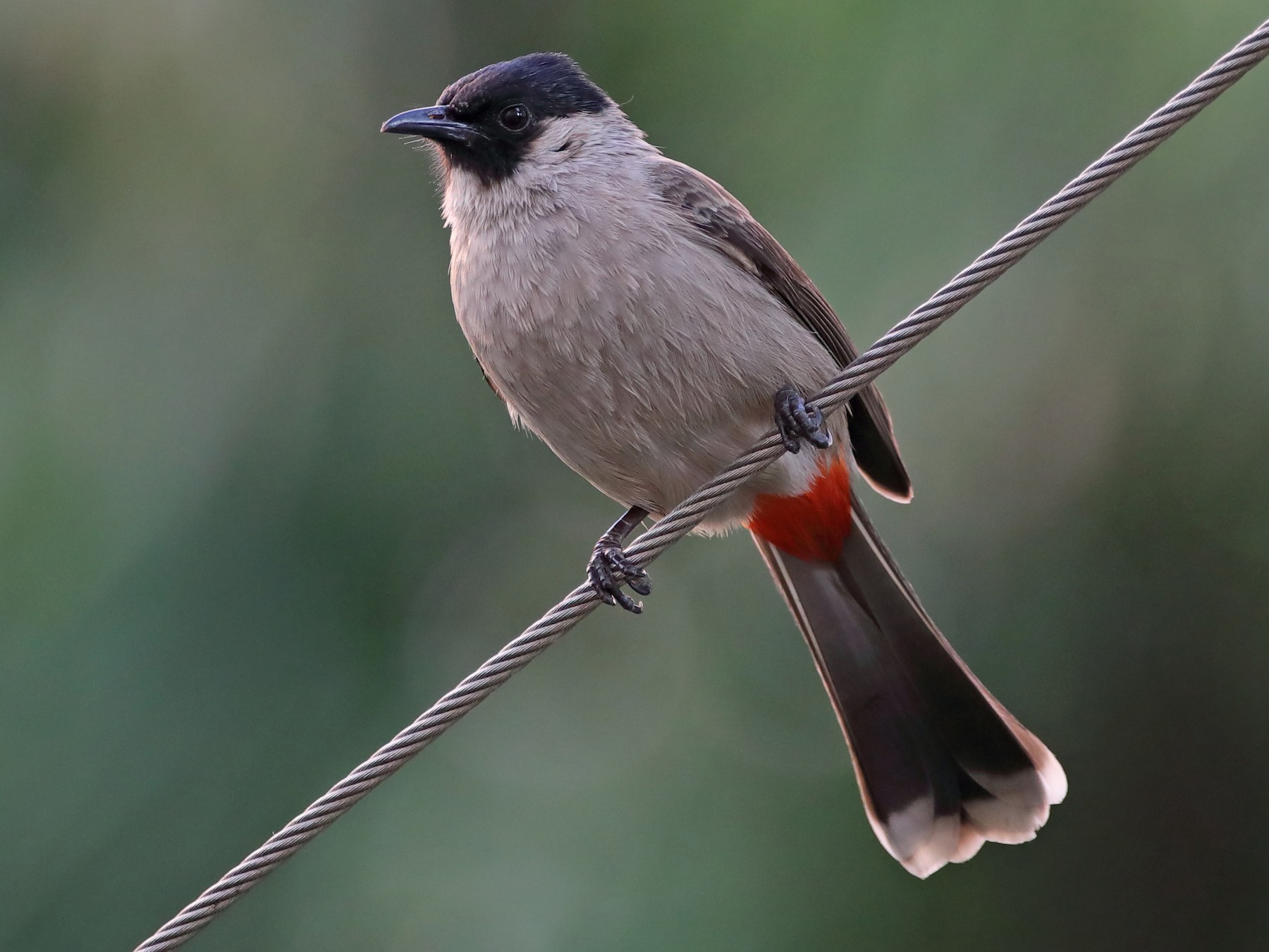 Sooty-headed Bulbul - Chun Fai LO