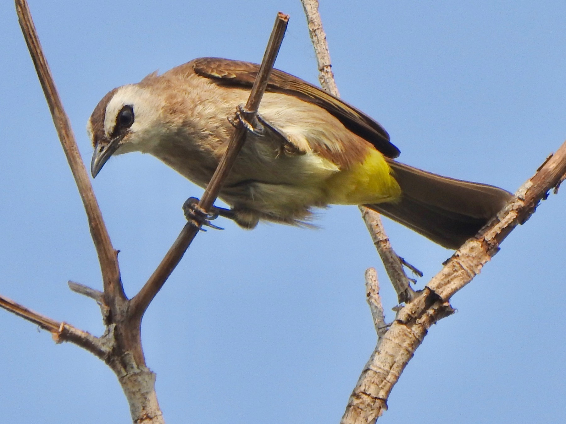 Yellow-vented Bulbul - Kalin Ocaña