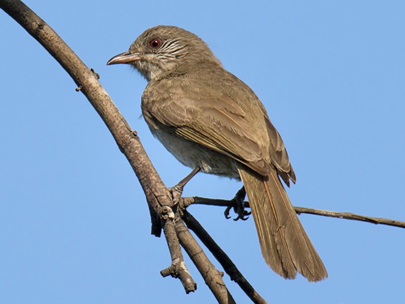 Ayeyarwady Bulbul - eBird