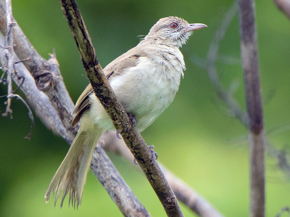 Ayeyarwady Bulbul - eBird