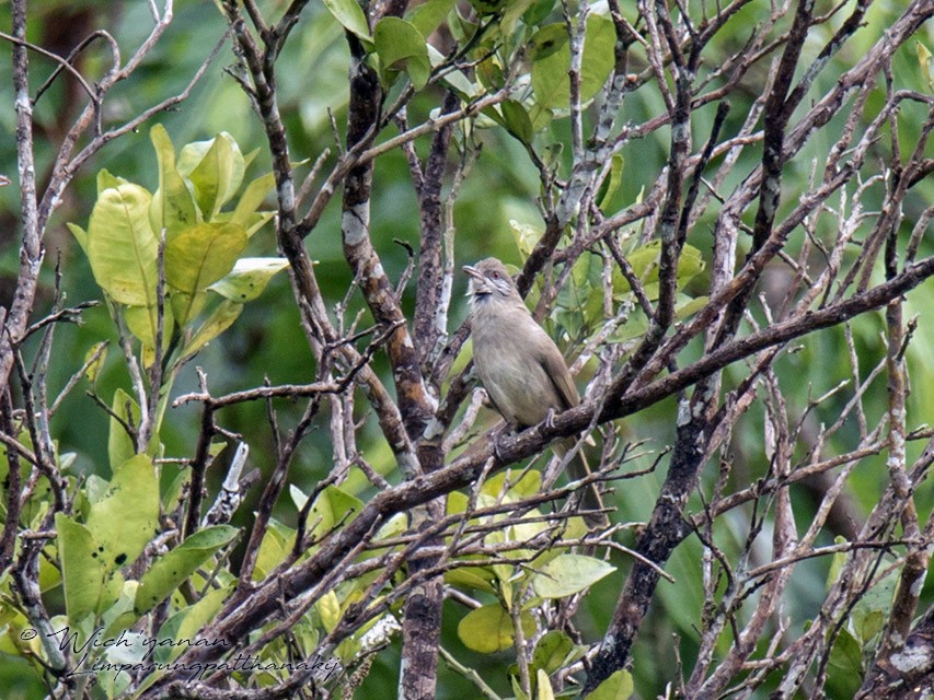 Ayeyarwady Bulbul - eBird