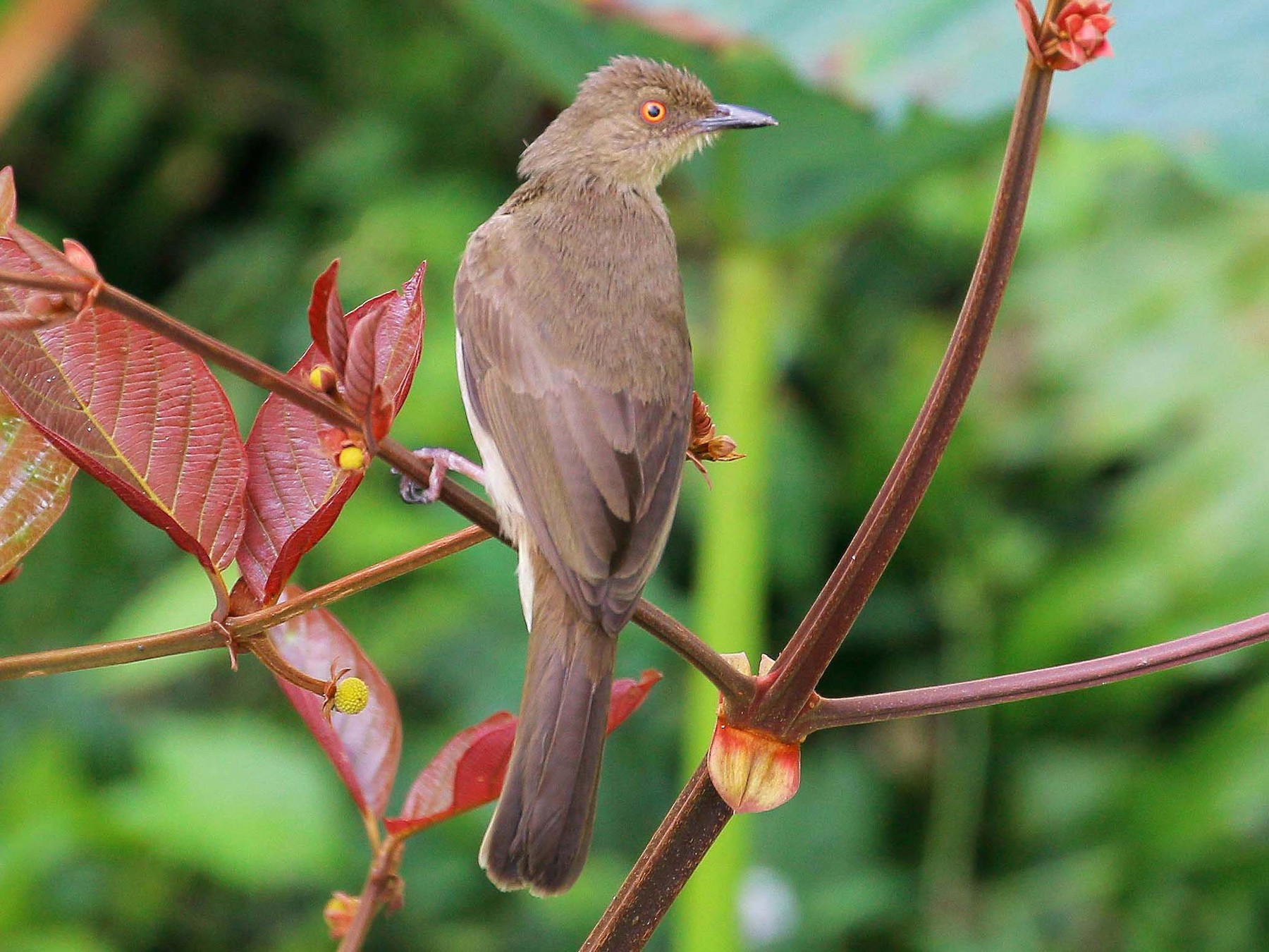 Bulbul - eBird