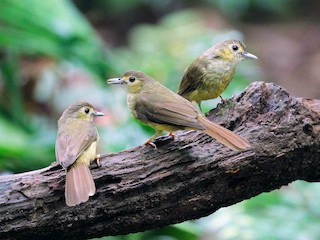 Семіз және семіз әйелдердің порнографиялық галереялары