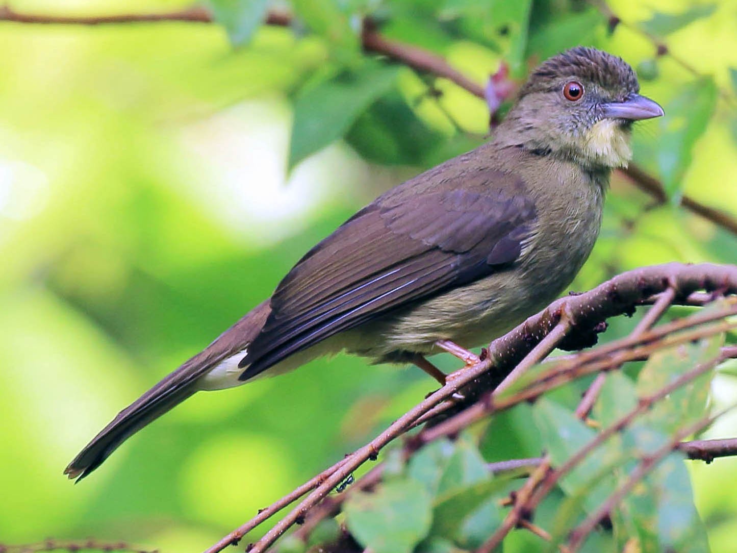 Finsch's Bulbul - Neoh Hor Kee