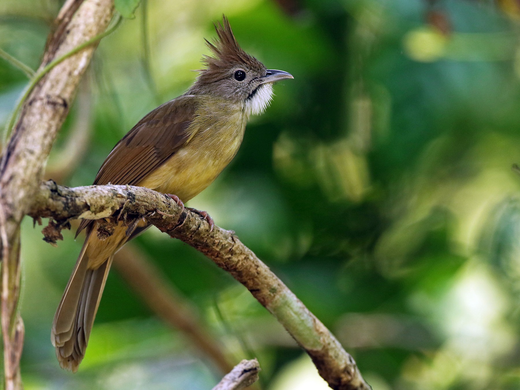 ノドジロカンムリヒヨドリ Ebird